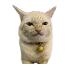 Peter pao2