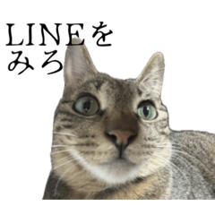 This cat is Rei.
