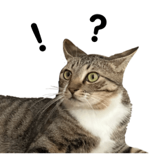 mikadosama_20260318005845