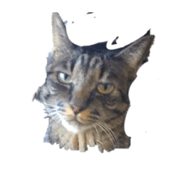 cookunchoco_20260318