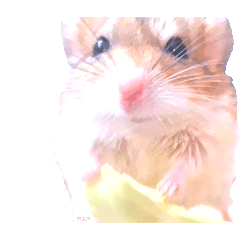 kimimarokiyo._20260318075950