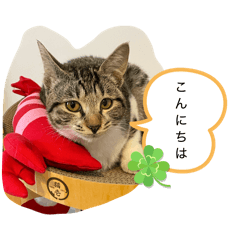 chame cat 2_20260318115457