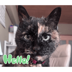 ryomaru_20260318135233