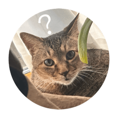 yanagi_20260318143347