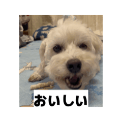 nappo_20260318150946