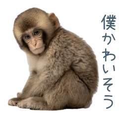ちょっと弱気な子ザルさん