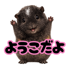 yoko_w_20260318202645