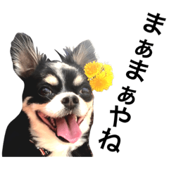 大阪弁の空太  2（Chihuahua）