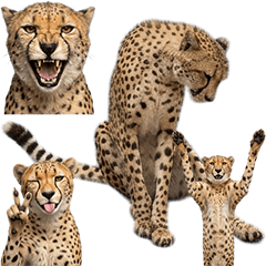 BIG! 獵豹真人表演