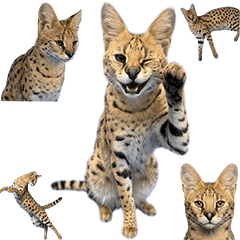 BIG! 藪貓真人表演