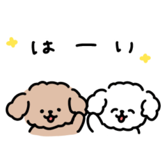 yuru toy poodle aisatsu