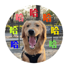 黃金獵犬の表情包