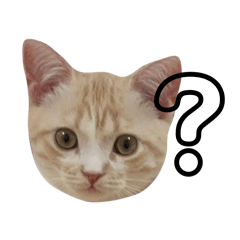 yokoi tabi_20260318204733