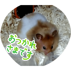 HAMUU_20260318205948