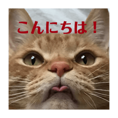 Necozuki_20260318165634