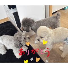 pompom_20260315180758