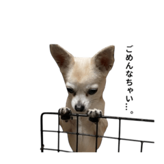 Hanachan_20260318152237