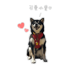 Shiba_QB_2