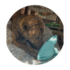 我的狗寶貝表情包