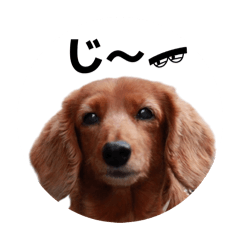Uti no wanko ha sugoi