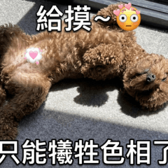 傲嬌小炸雞：哄我才理你 1