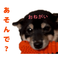 suimama_20260318160527