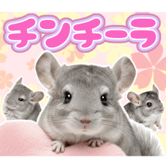 ゆるいチンチラの「毎日使える」スタンプ