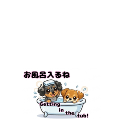 Dachshund & Chiwax Daily Life Talk