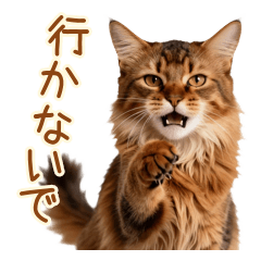 Clingy Somali Cat's True Feelings