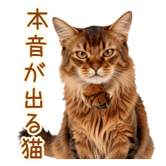 Somali Cat's Too Honest at Work