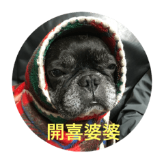 French Bulldog vai 2