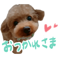 トイプードルのふちゃ - LINE スタンプ | LINE STORE