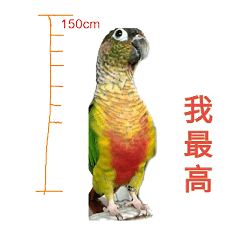 Seven parrots-DoDo