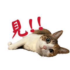 yudetamago_20260319105649