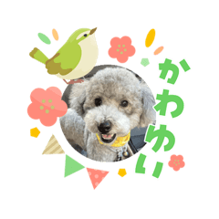 asafuko_20260318171028