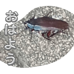 el primo_20260318224244