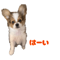 osakanayasan_20260318185355