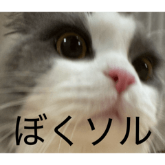 sprchoco_20260318190807