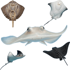 各種黃貂魚真人表演