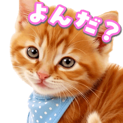 あかちゃんねこ