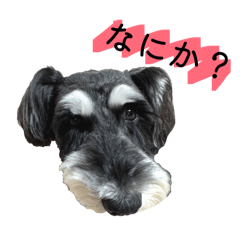 Zumoo_20260318195430