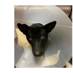 阿嬤養的豬孩子