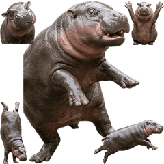 侏儒河馬真人表演