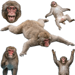 日本獼猴真人表演