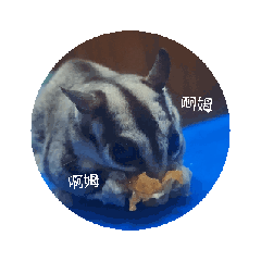 鼯家日常傻傻分不清楚
