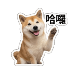 美金柴柴 Shiba