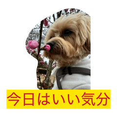 momo_20260319140822
