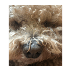 mocomoca_20260319140821