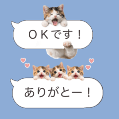 Calico cat LINE stickers Mike