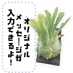 鹿角蕨的心情：自訂留言貼圖1